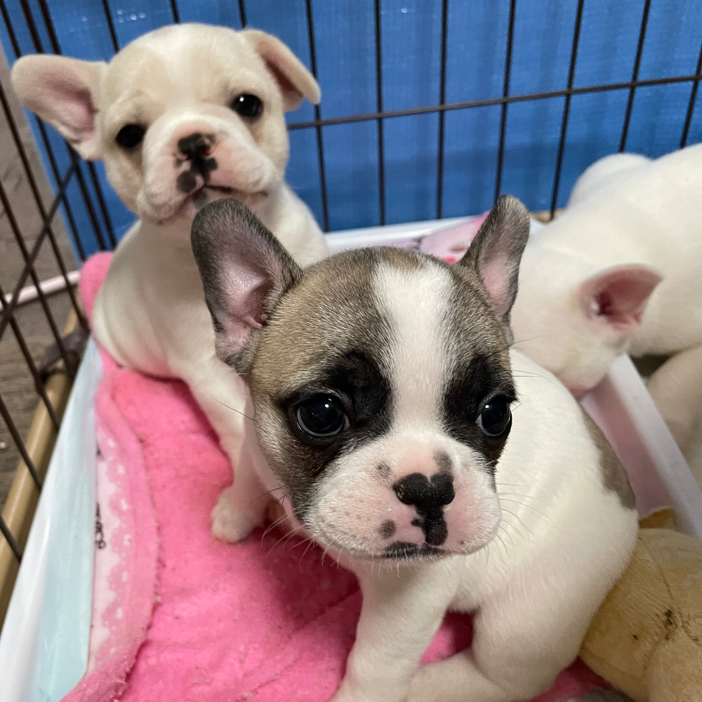 フレンチ・ブルドッグ