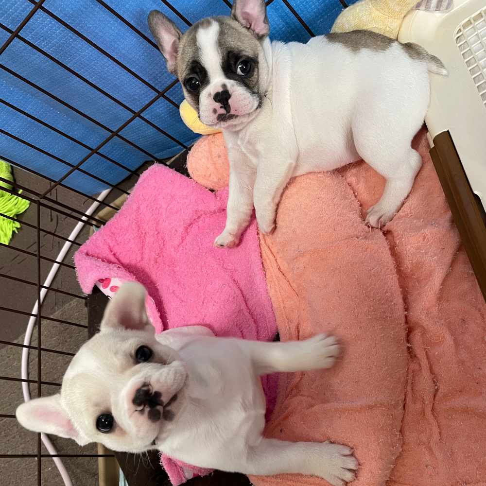 フレンチ・ブルドッグ