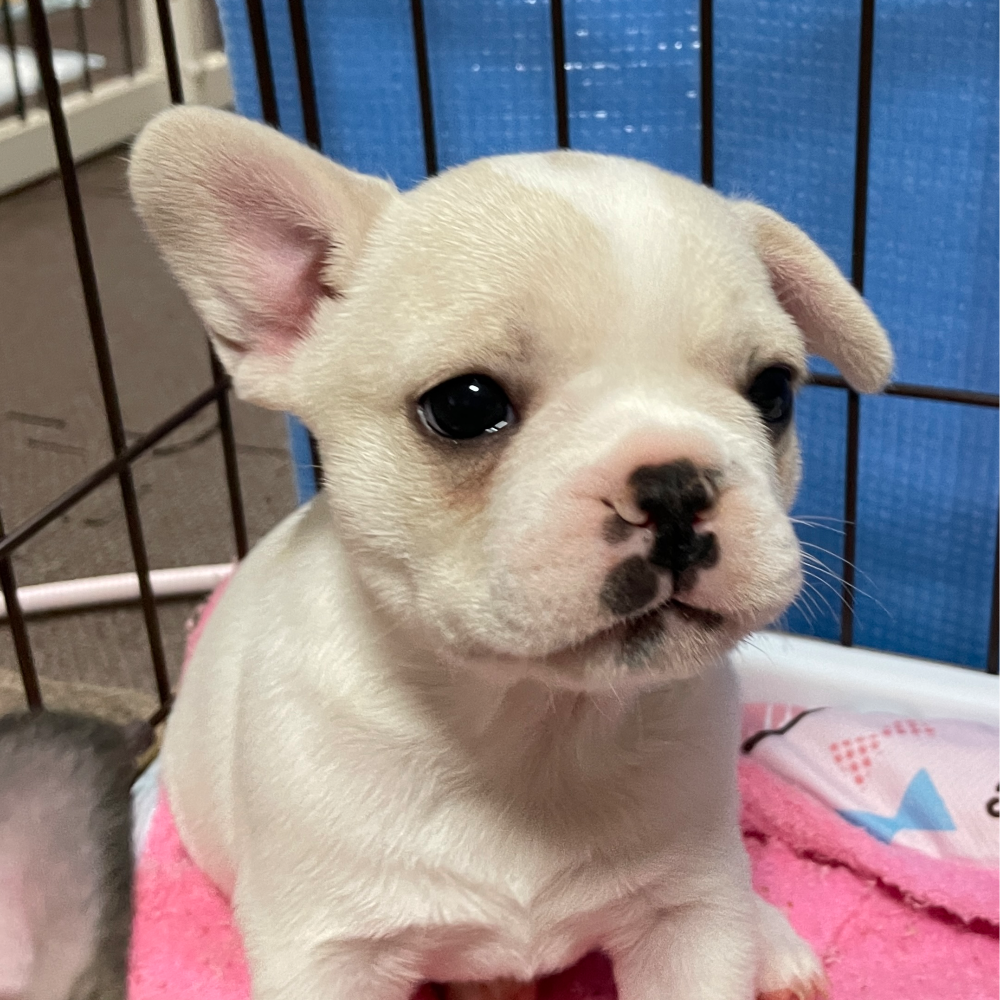 フレンチ・ブルドッグ