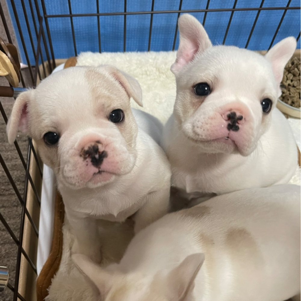 フレンチ・ブルドッグ