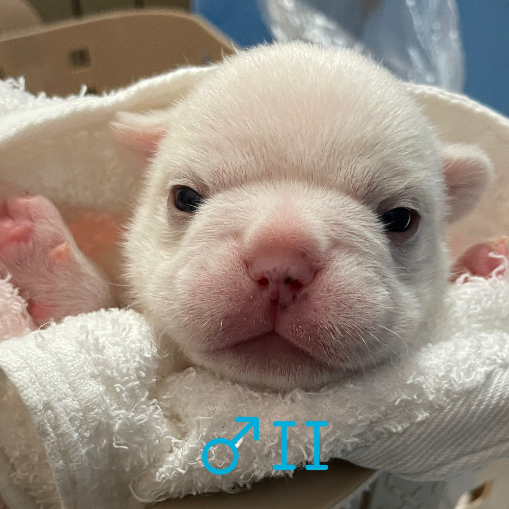 フレンチ・ブルドッグ