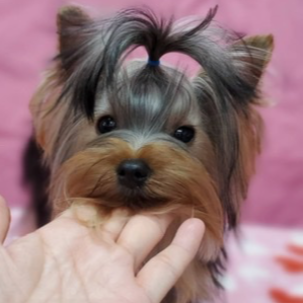 ヨークシャー・テリア