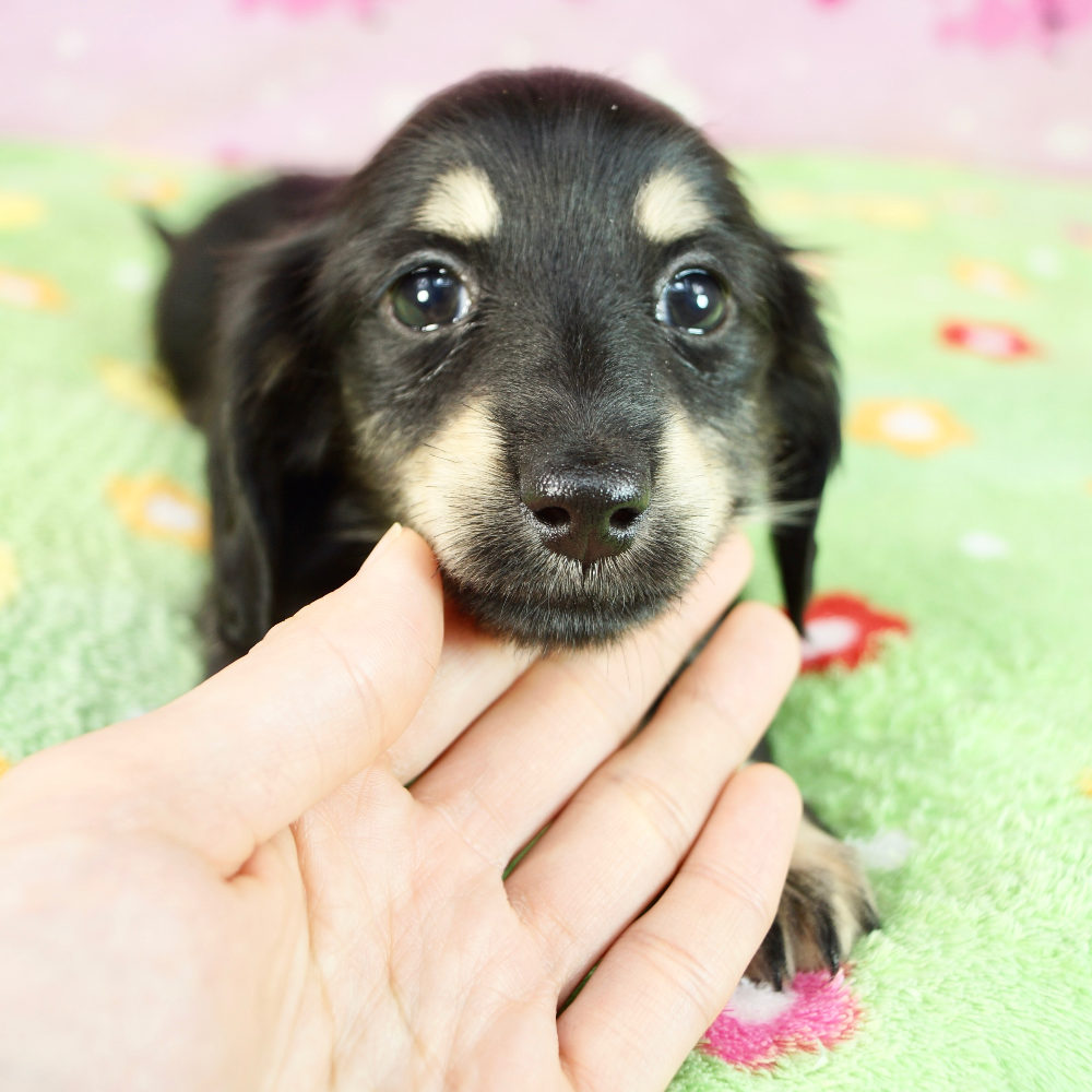 カニーンヘン・ダックスフンド