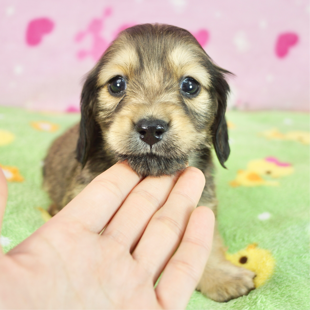 ミニチュア・ダックスフンド