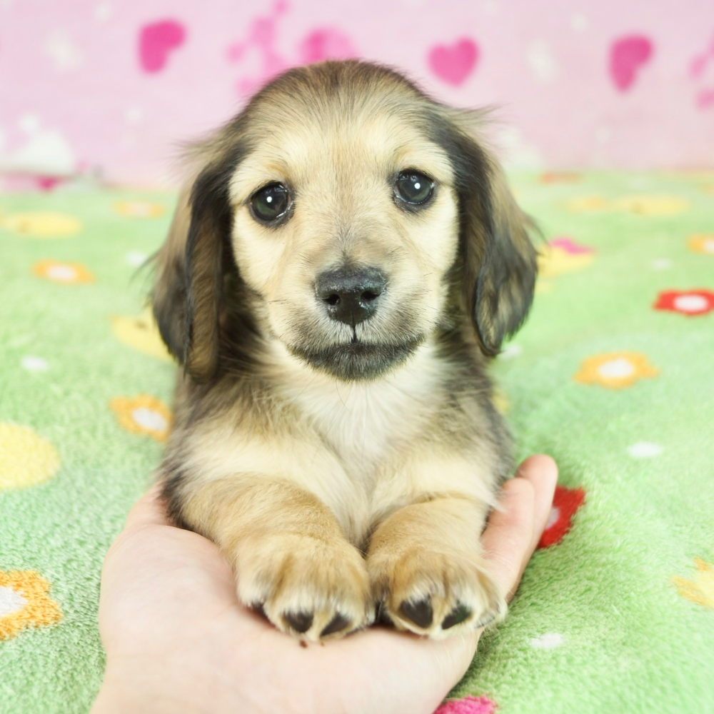 ミニチュア・ダックスフンド