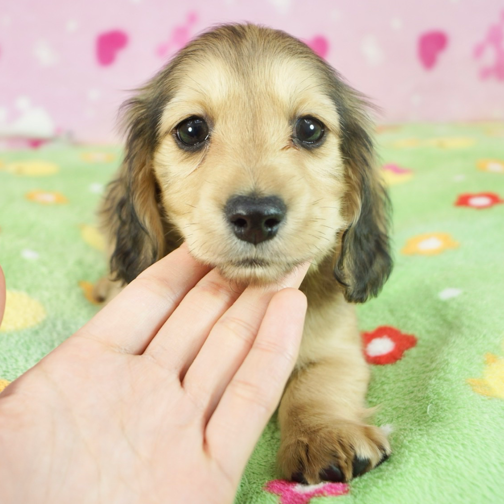 ミニチュア・ダックスフンド