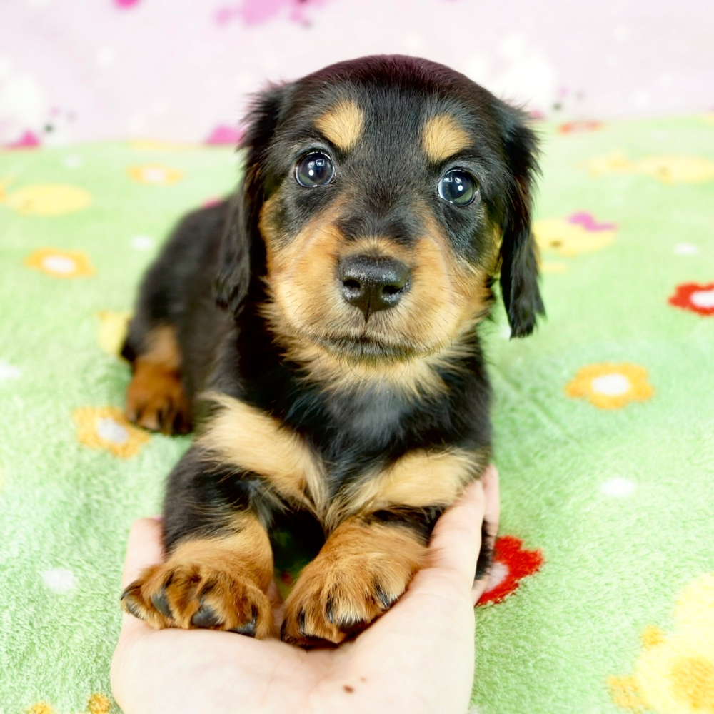 ミニチュア・ダックスフンド