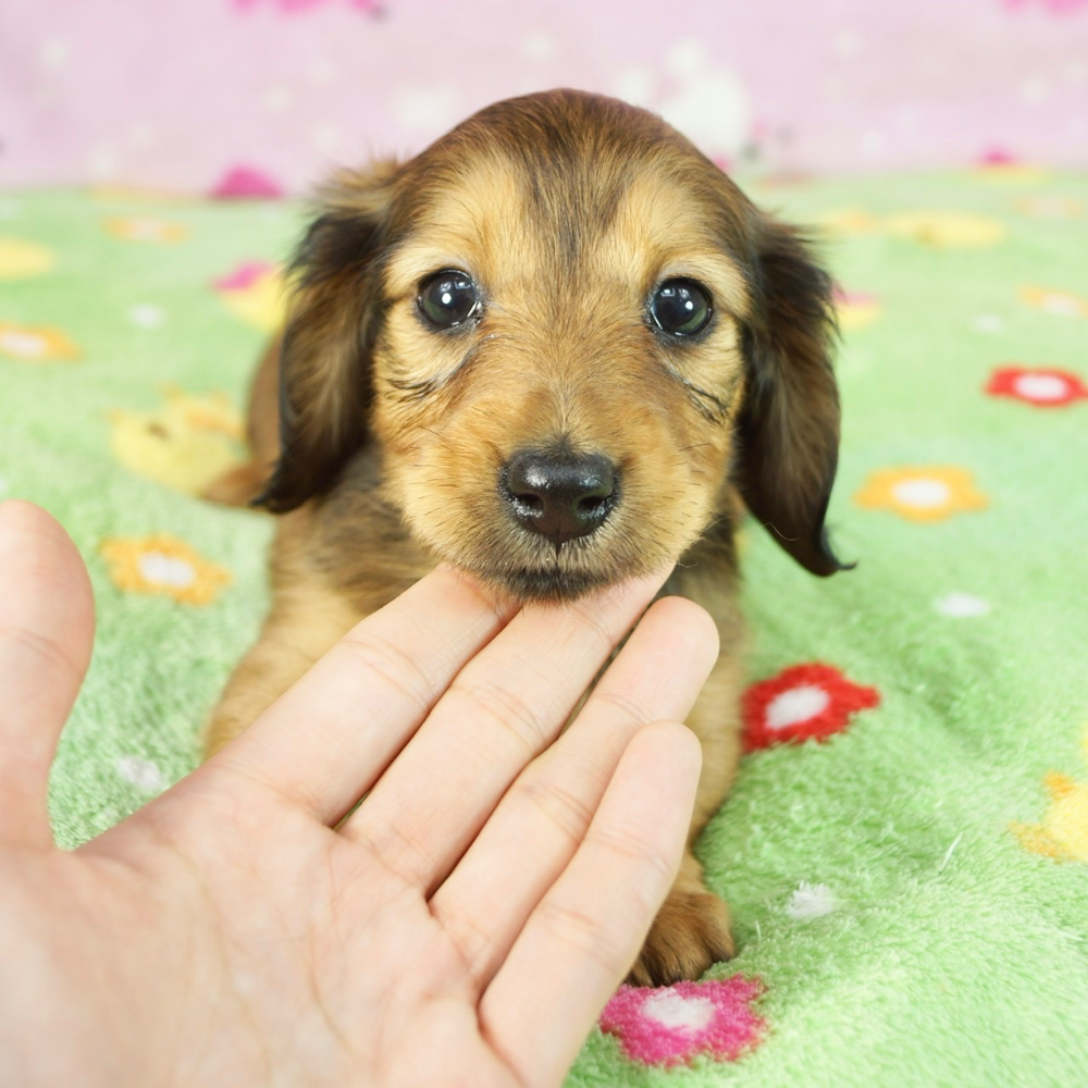 ミニチュア・ダックスフンド