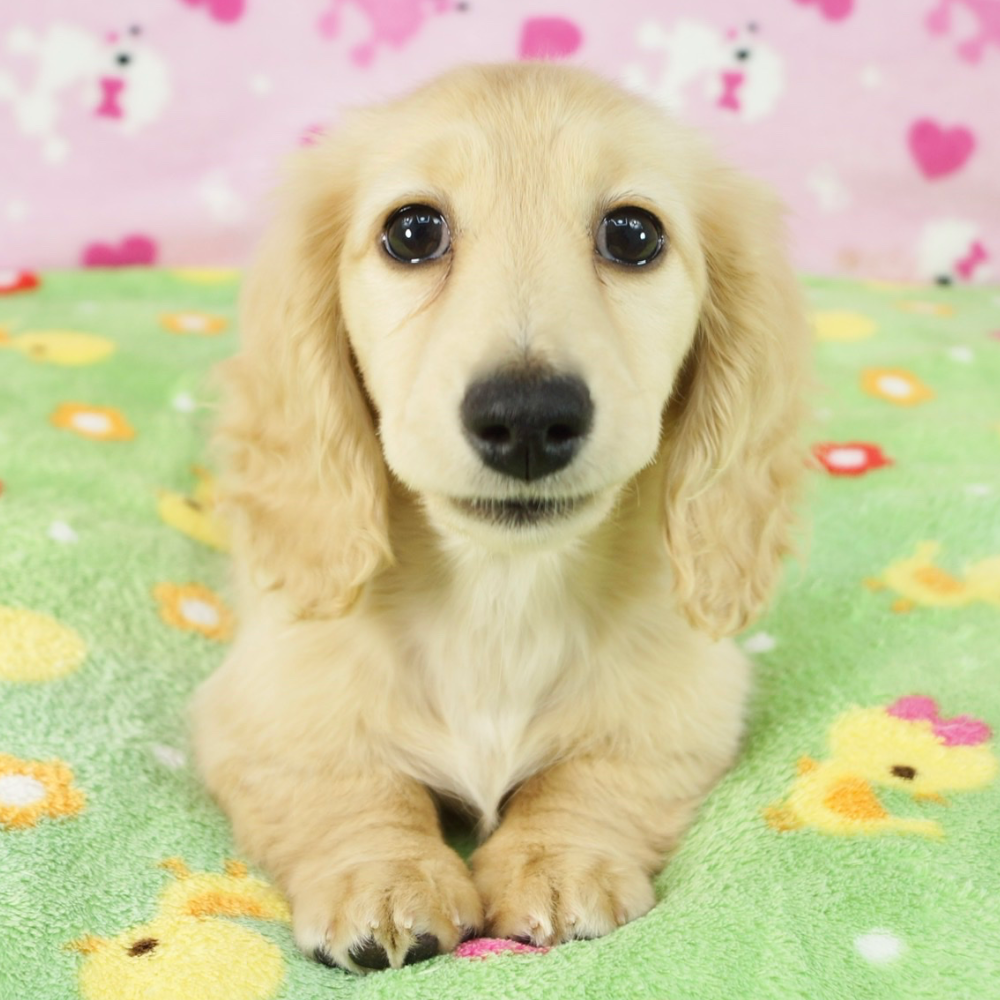 ミニチュア・ダックスフンド