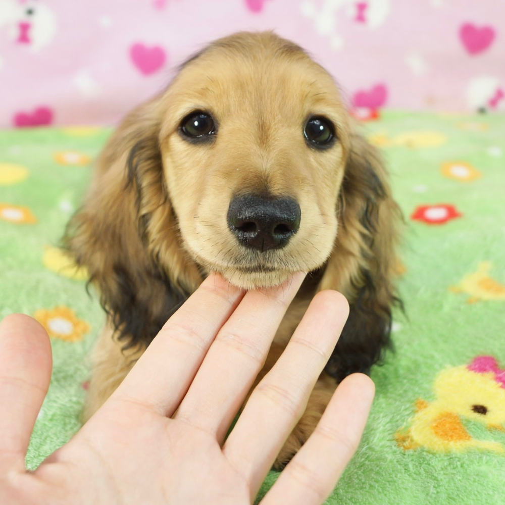 ミニチュア・ダックスフンド