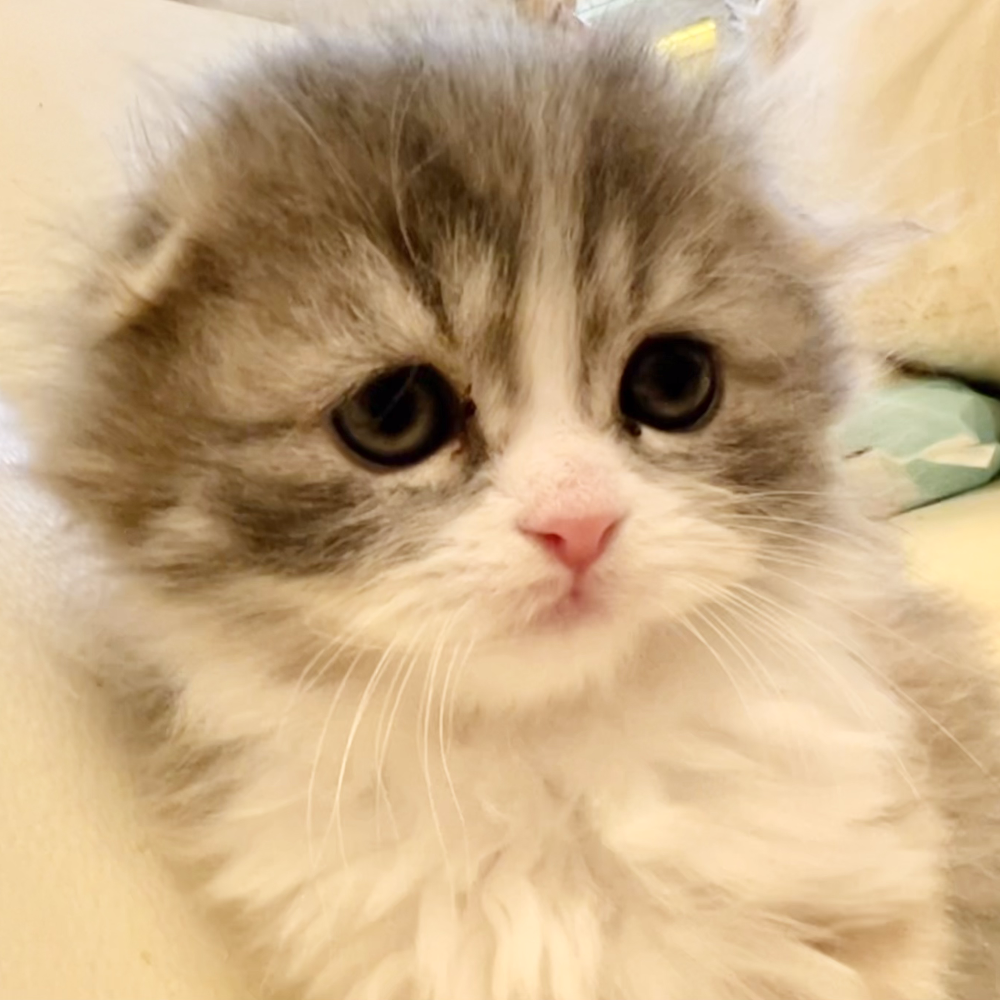 スコティッシュフォールド