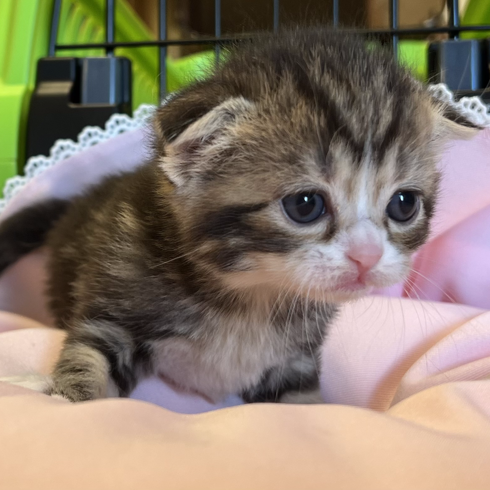 スコティッシュフォールド