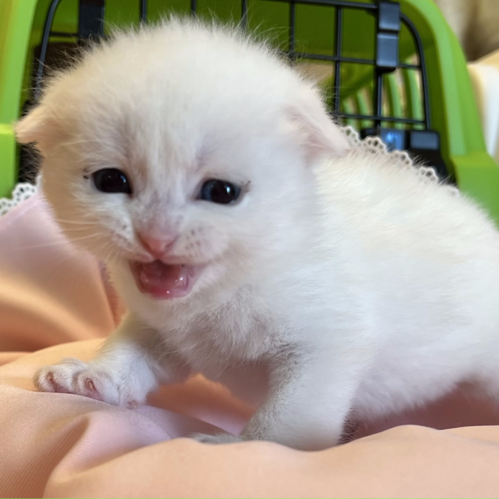 スコティッシュフォールド