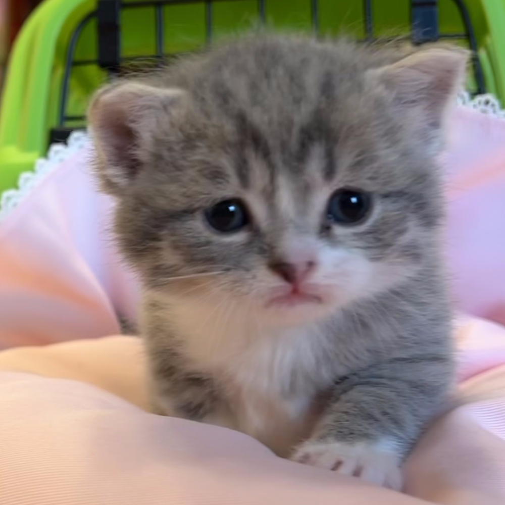 スコティッシュフォールド