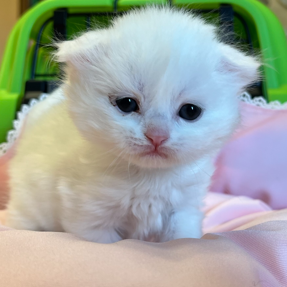 スコティッシュフォールド