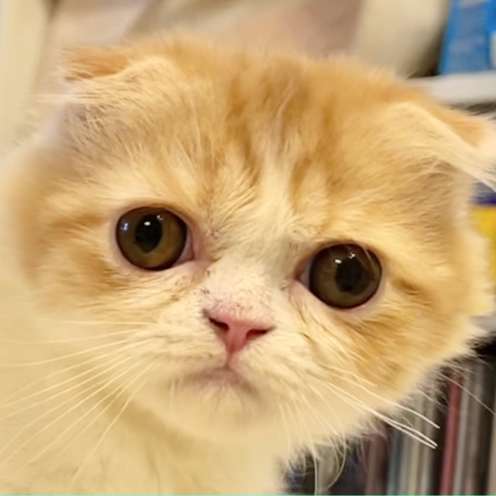 スコティッシュフォールド