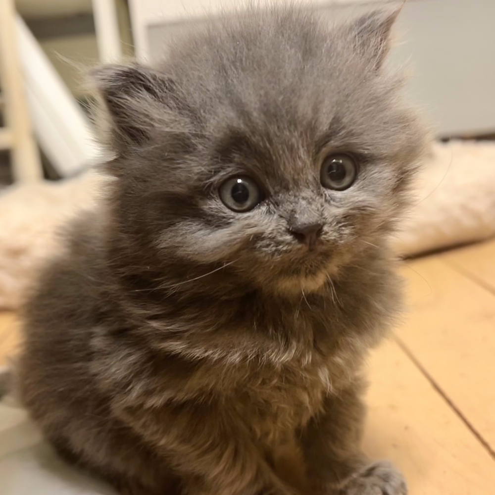 スコティッシュフォールド