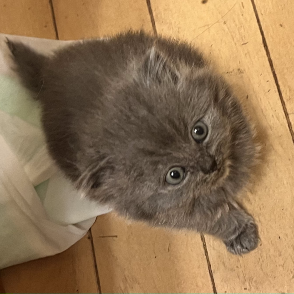 スコティッシュフォールド