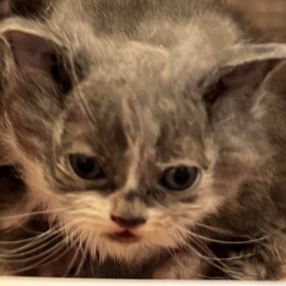 スコティッシュフォールド