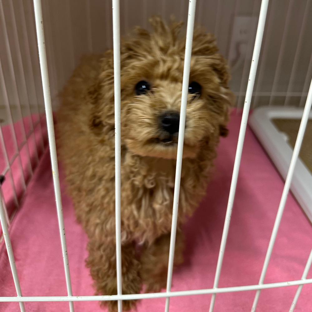 トイ・プードル