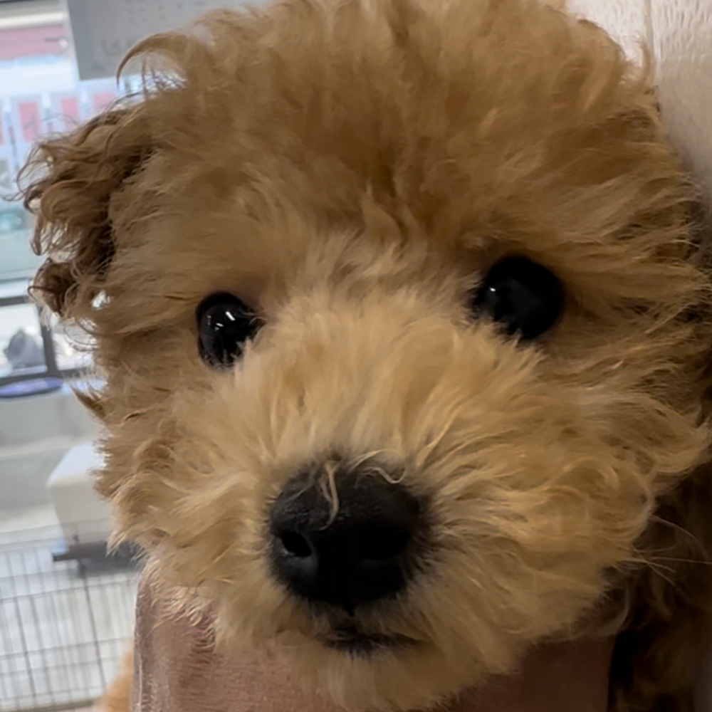 トイ・プードル