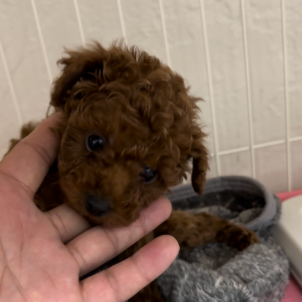 トイ・プードル