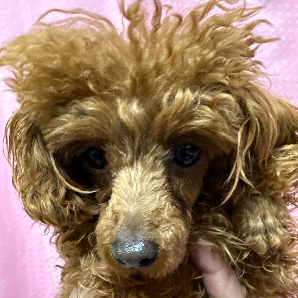 トイ・プードル