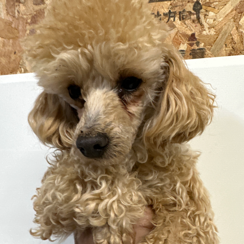 トイ・プードル