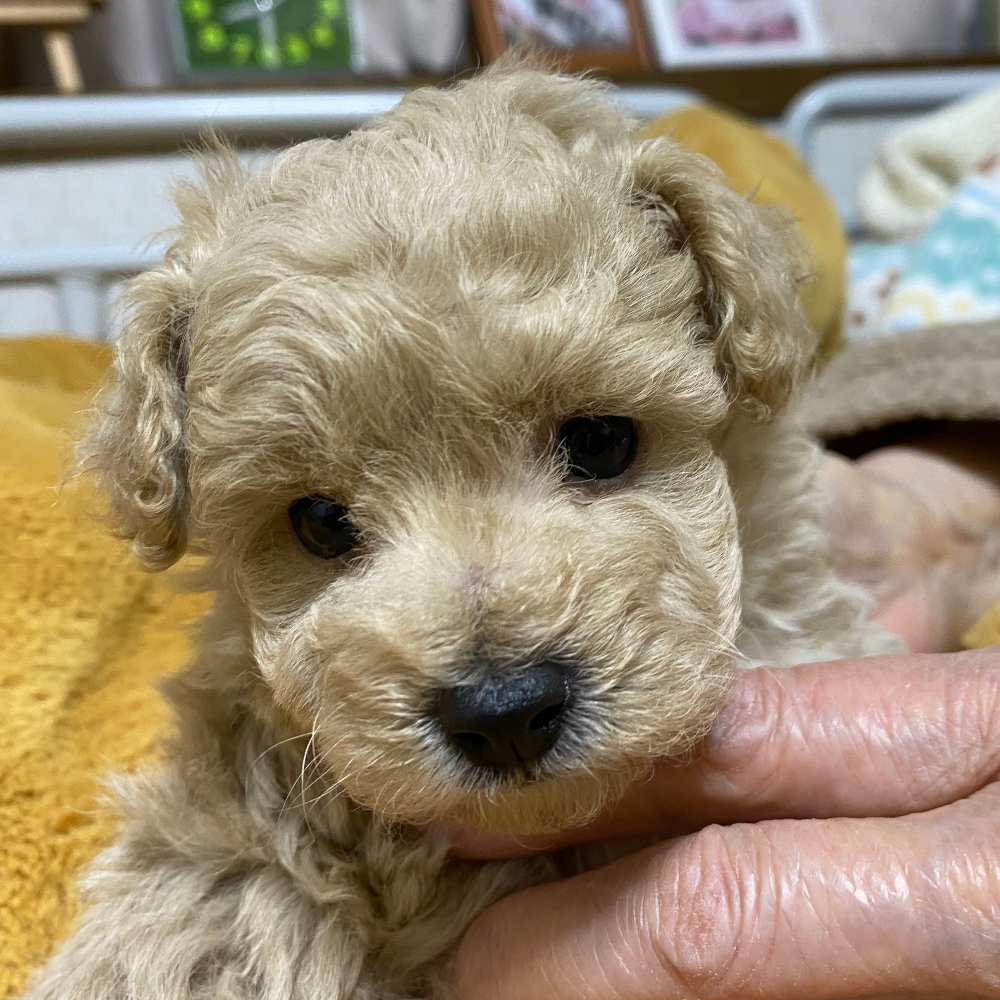 トイ・プードル