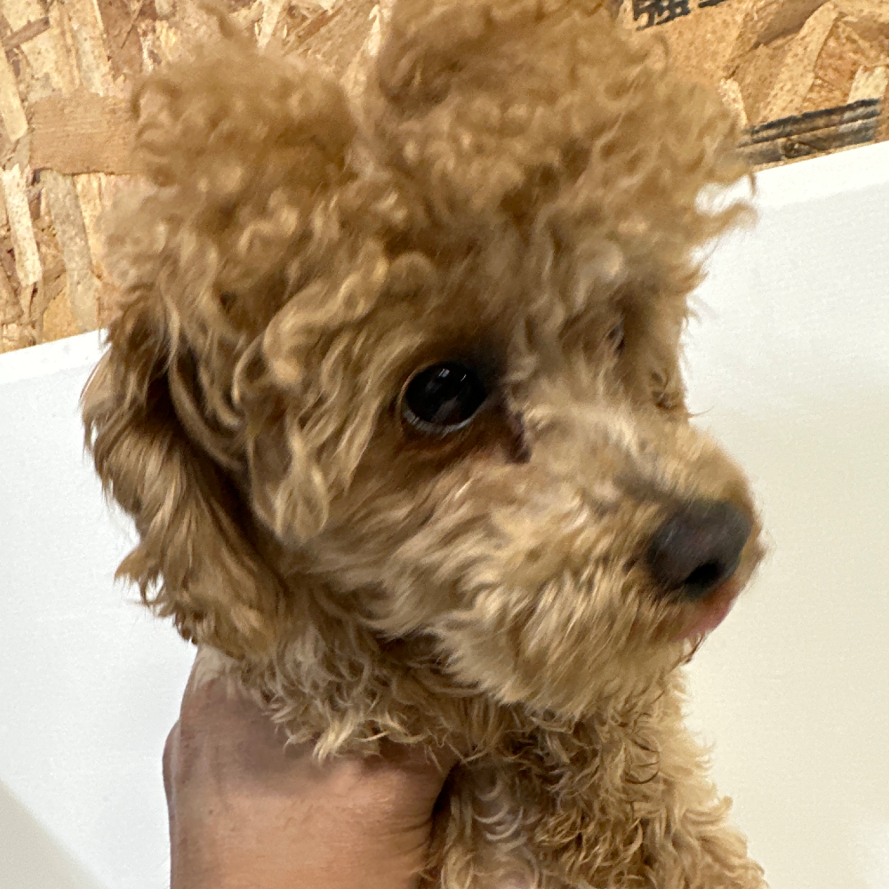 トイ・プードル