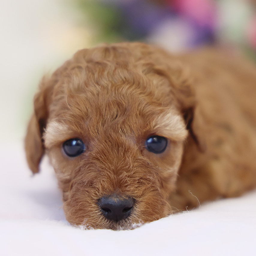 トイ・プードル