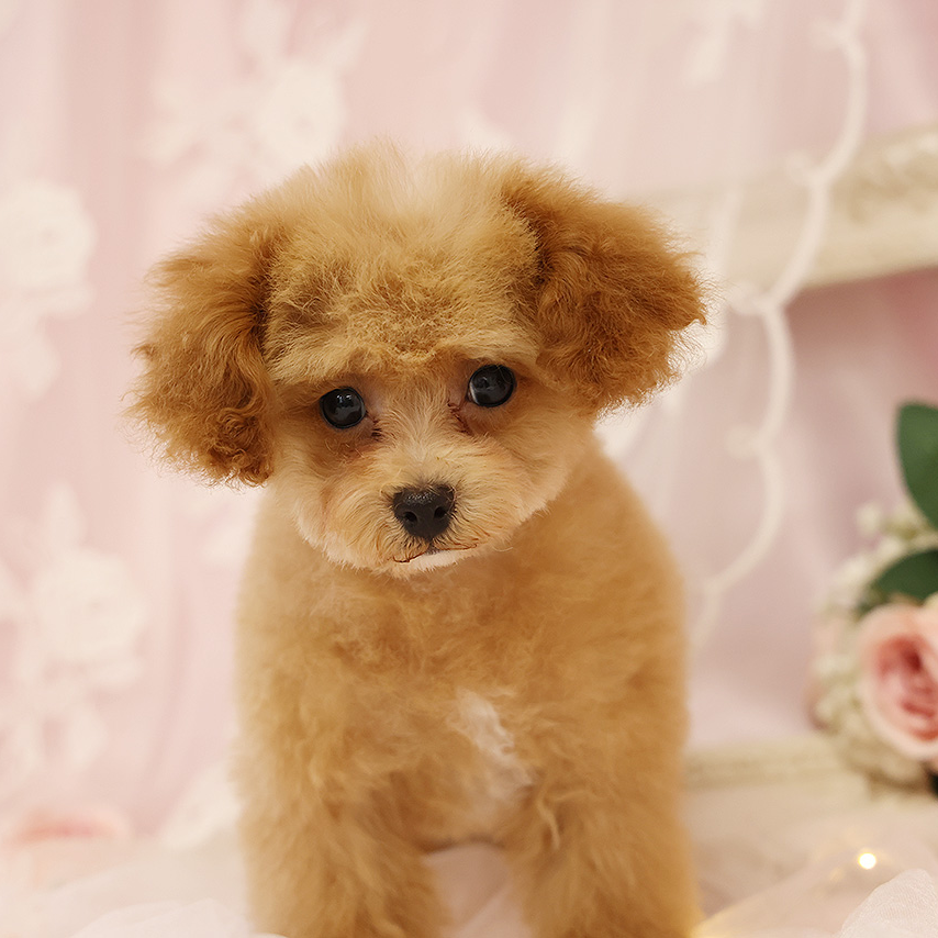 トイ・プードル