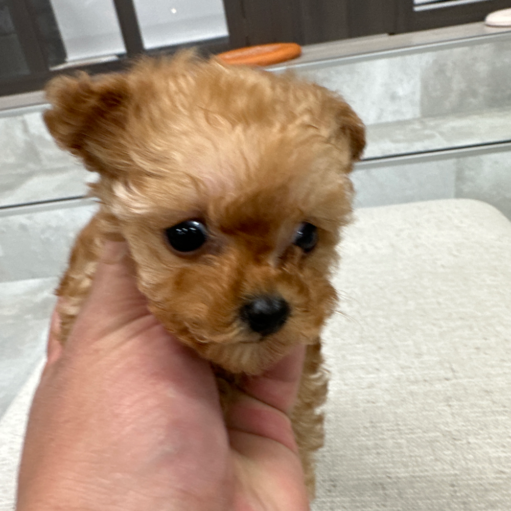 トイ・プードル