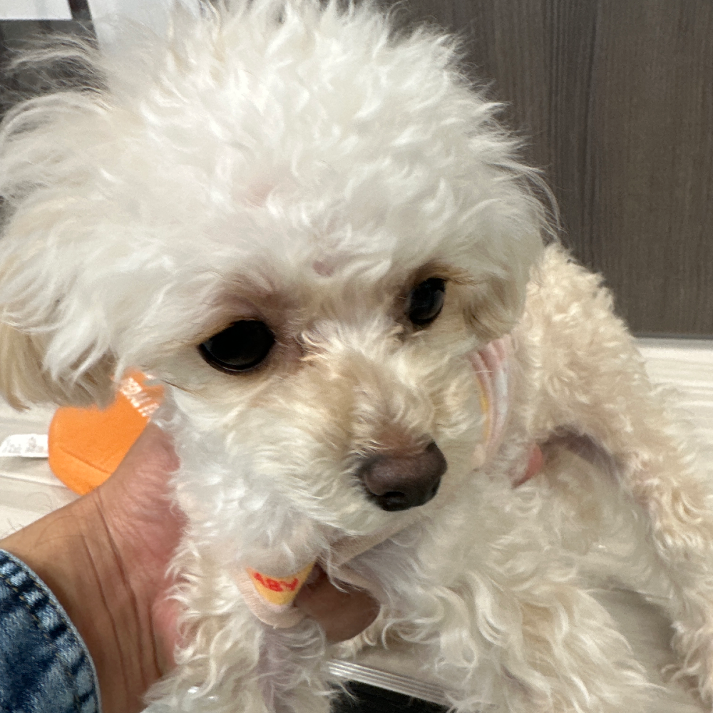 トイ・プードル