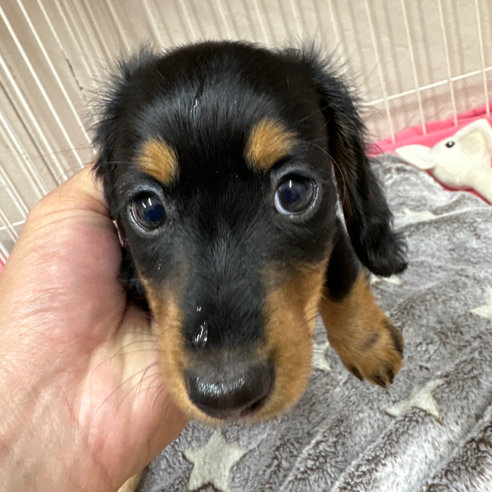 ミニチュア・ダックスフンド