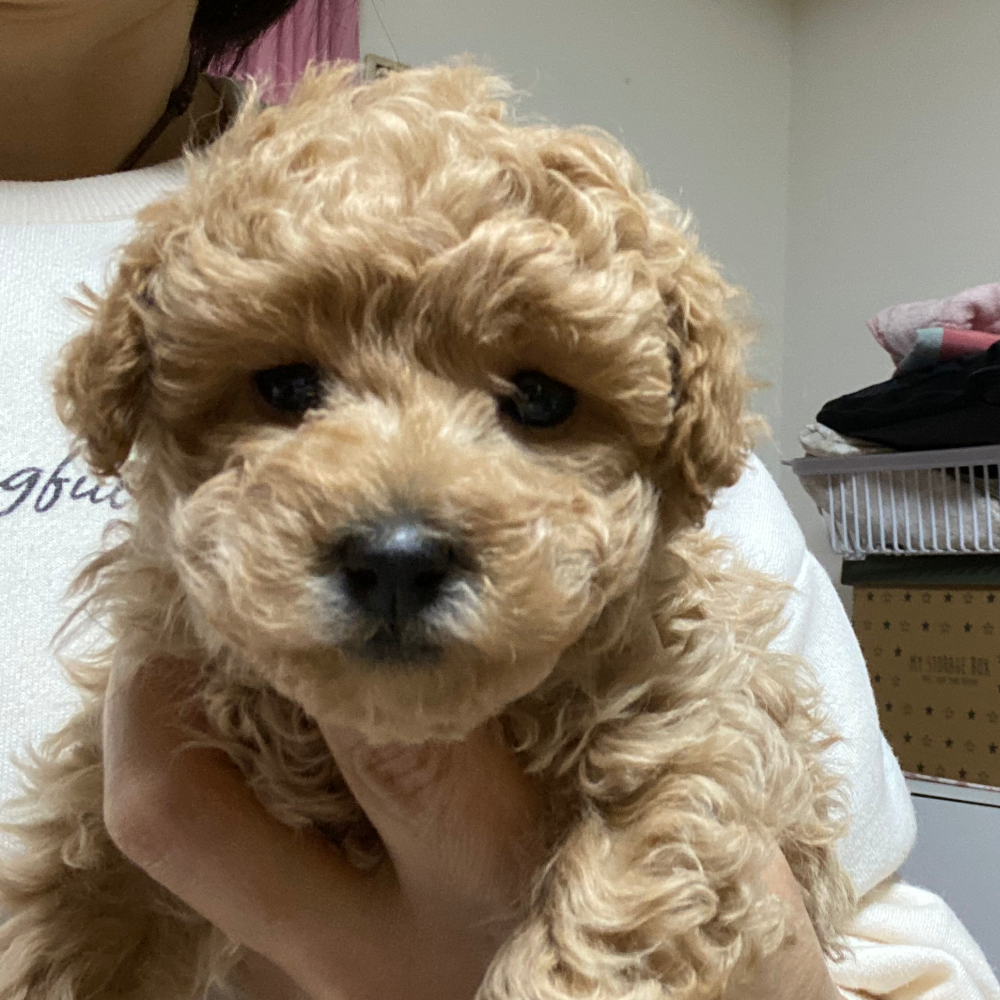 トイ・プードル