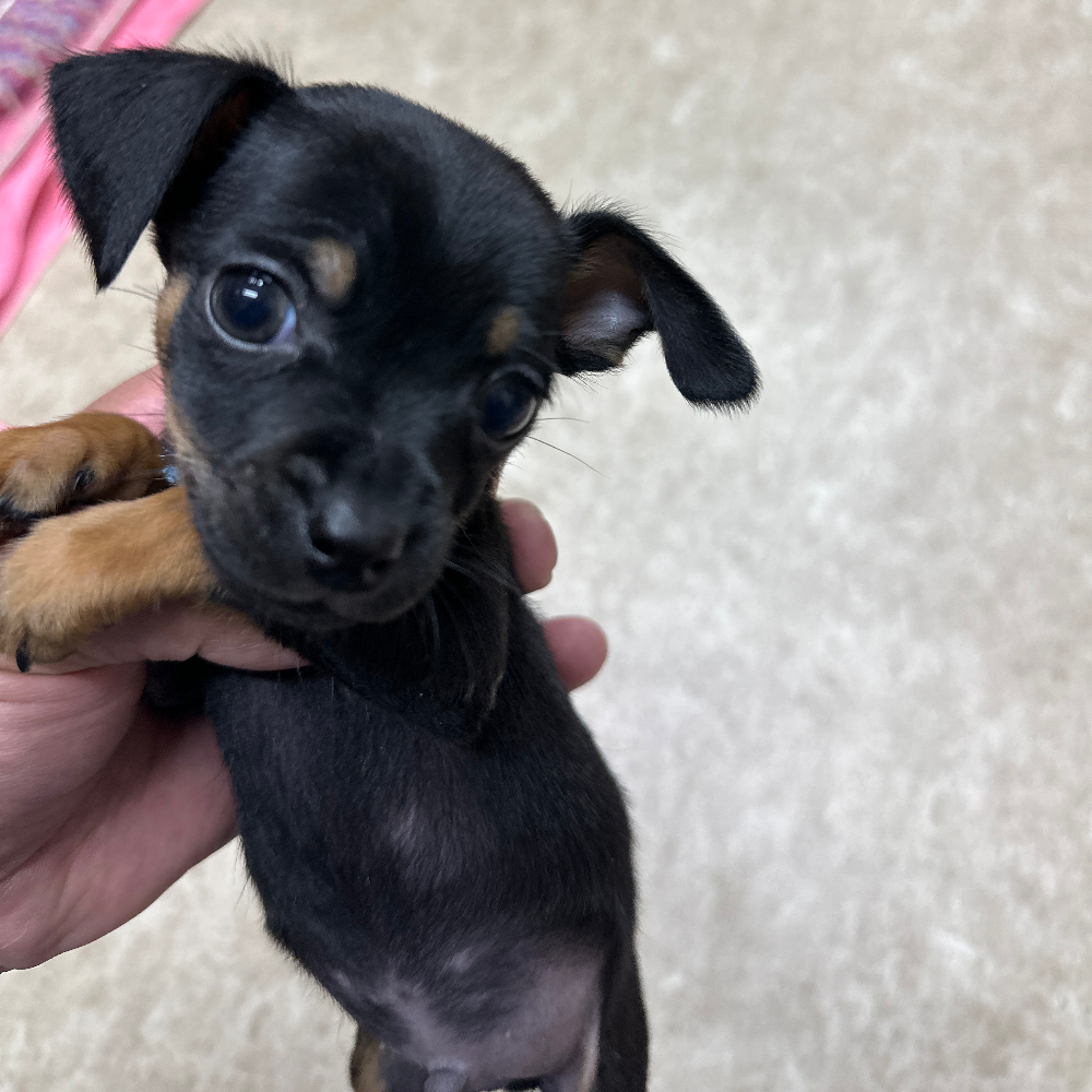 ＭＩＸ（犬）(小型)