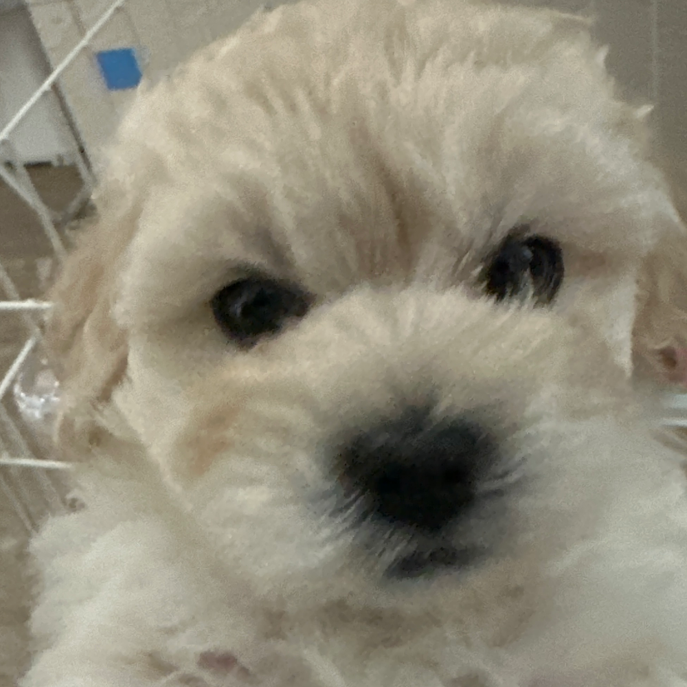 ＭＩＸ（犬）(小型)