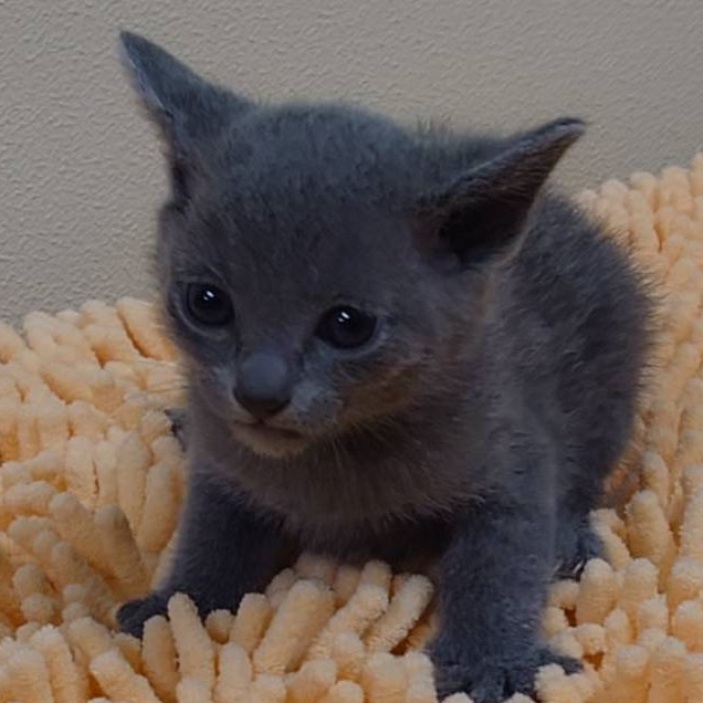 ロシアンブルー