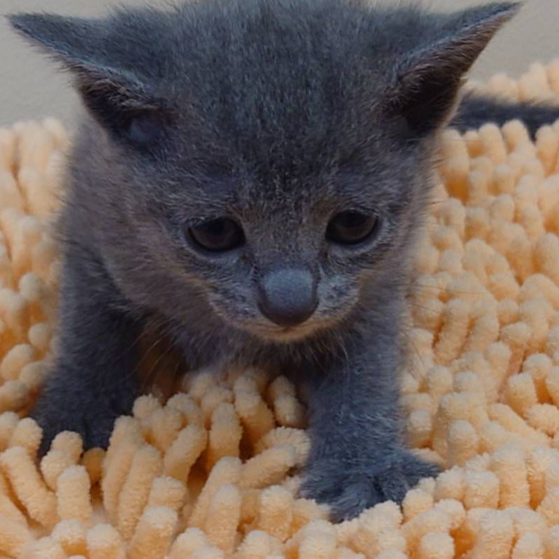 ロシアンブルー