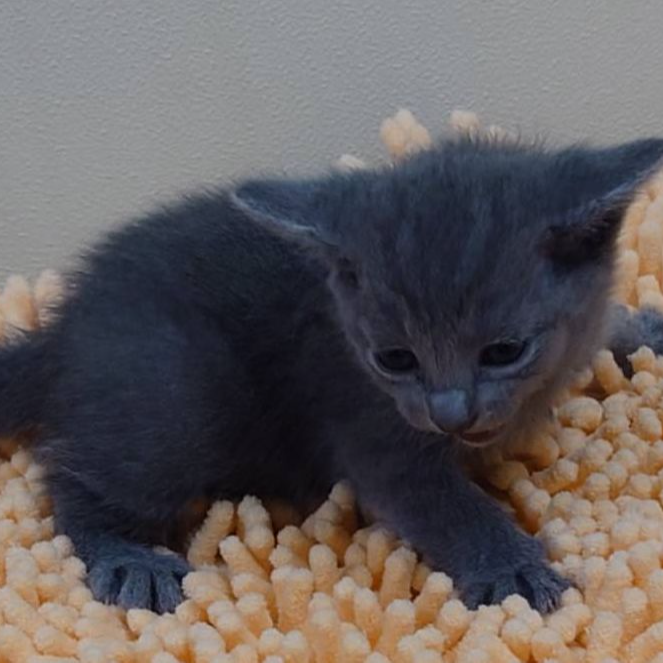 ロシアンブルー