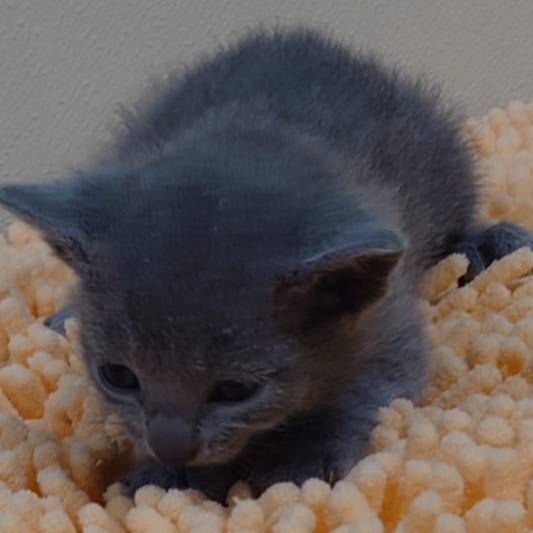 ロシアンブルー