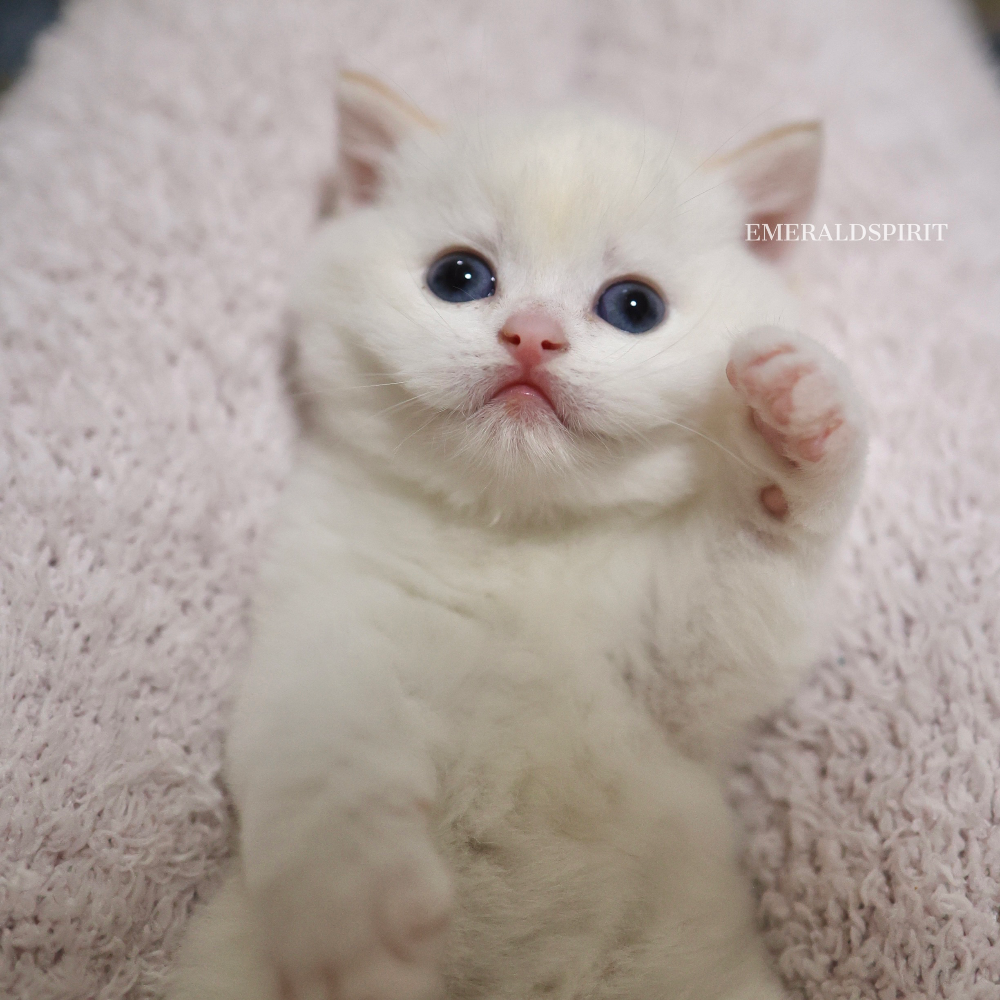 スコティッシュストレート