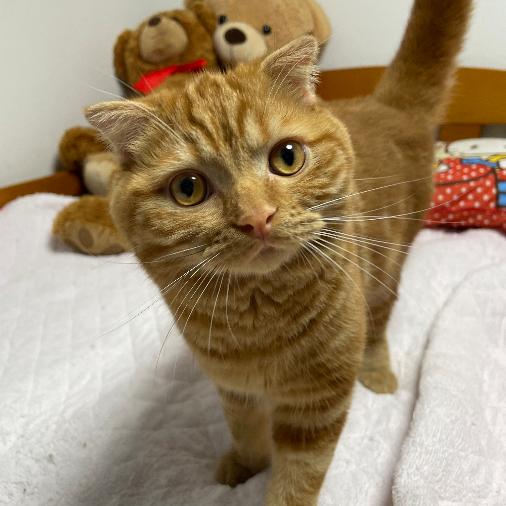 スコティッシュフォールド