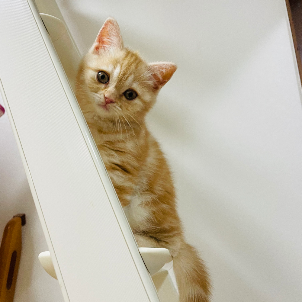 スコティッシュストレート