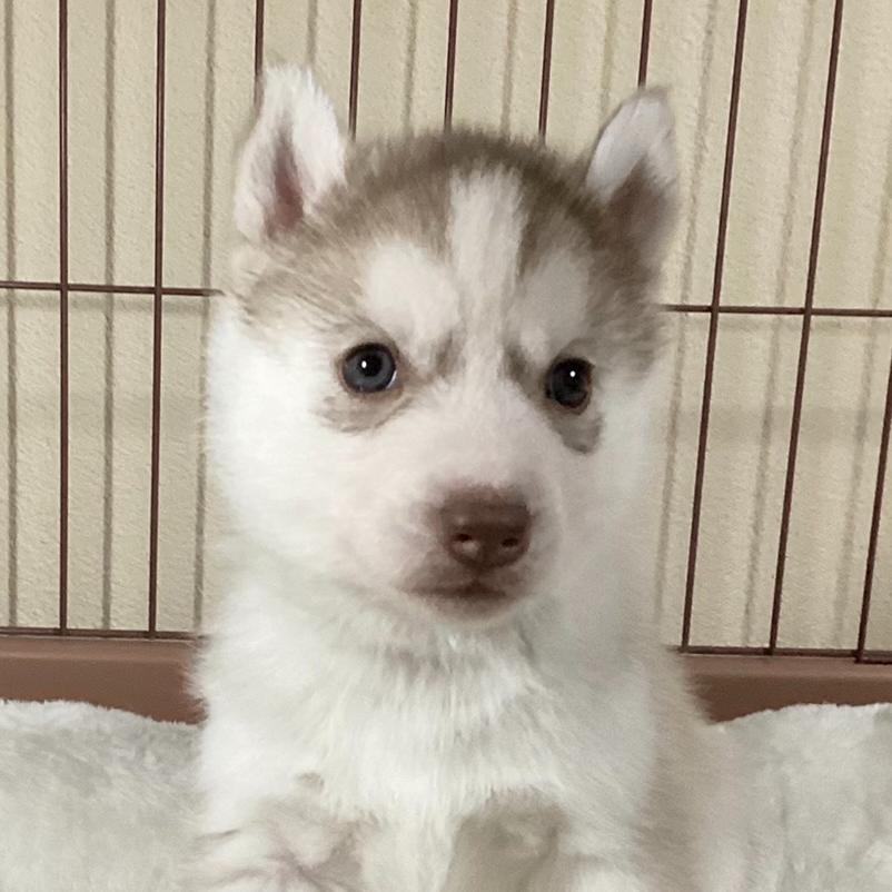 シベリアン・ハスキー