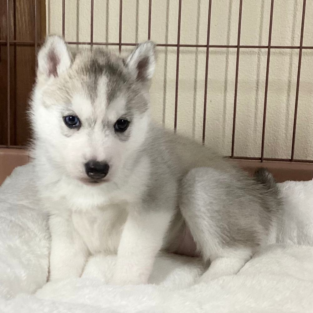 シベリアン・ハスキー