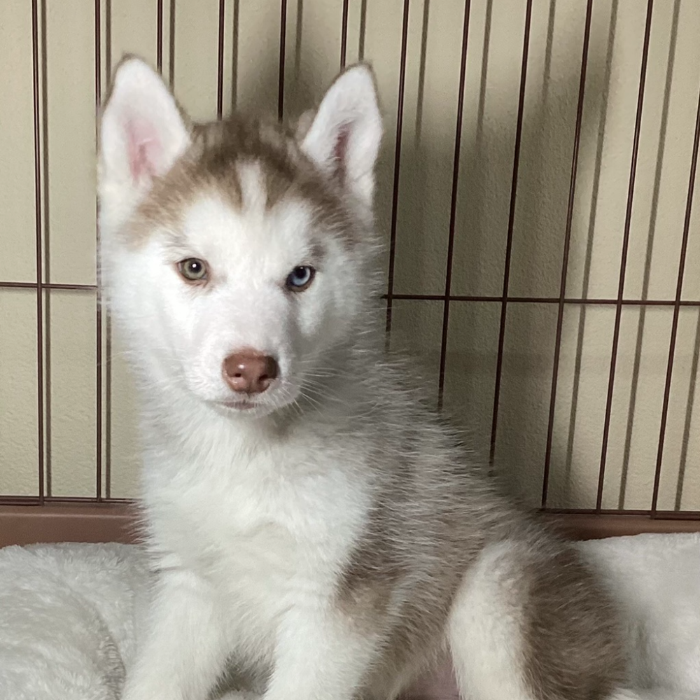 シベリアン・ハスキー