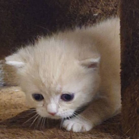 ブリティッシュショートヘア