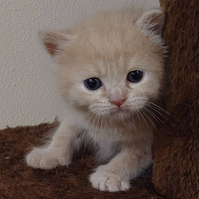 ブリティッシュショートヘア